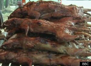 Would You Consider Eating Rats?