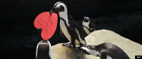 California Academy Of Sciences Penguins