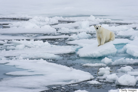 Polar Bears In Jeopardy Over Climate Change: U.s. Fish And Wildlife Service