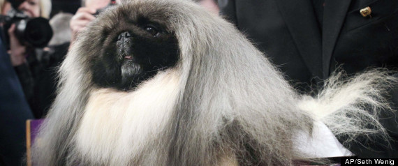 Westminster Dog Show 2012