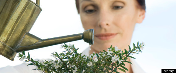 Gardening Alzheimers
