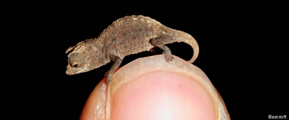 Tiniest Chameleon In The World