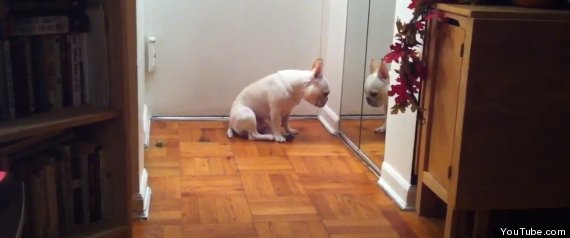 Sad French Bulldog