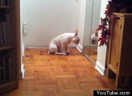 WATCH: This Week's Funniest Viral Videos