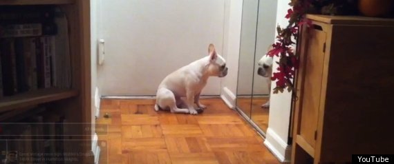 Bulldog