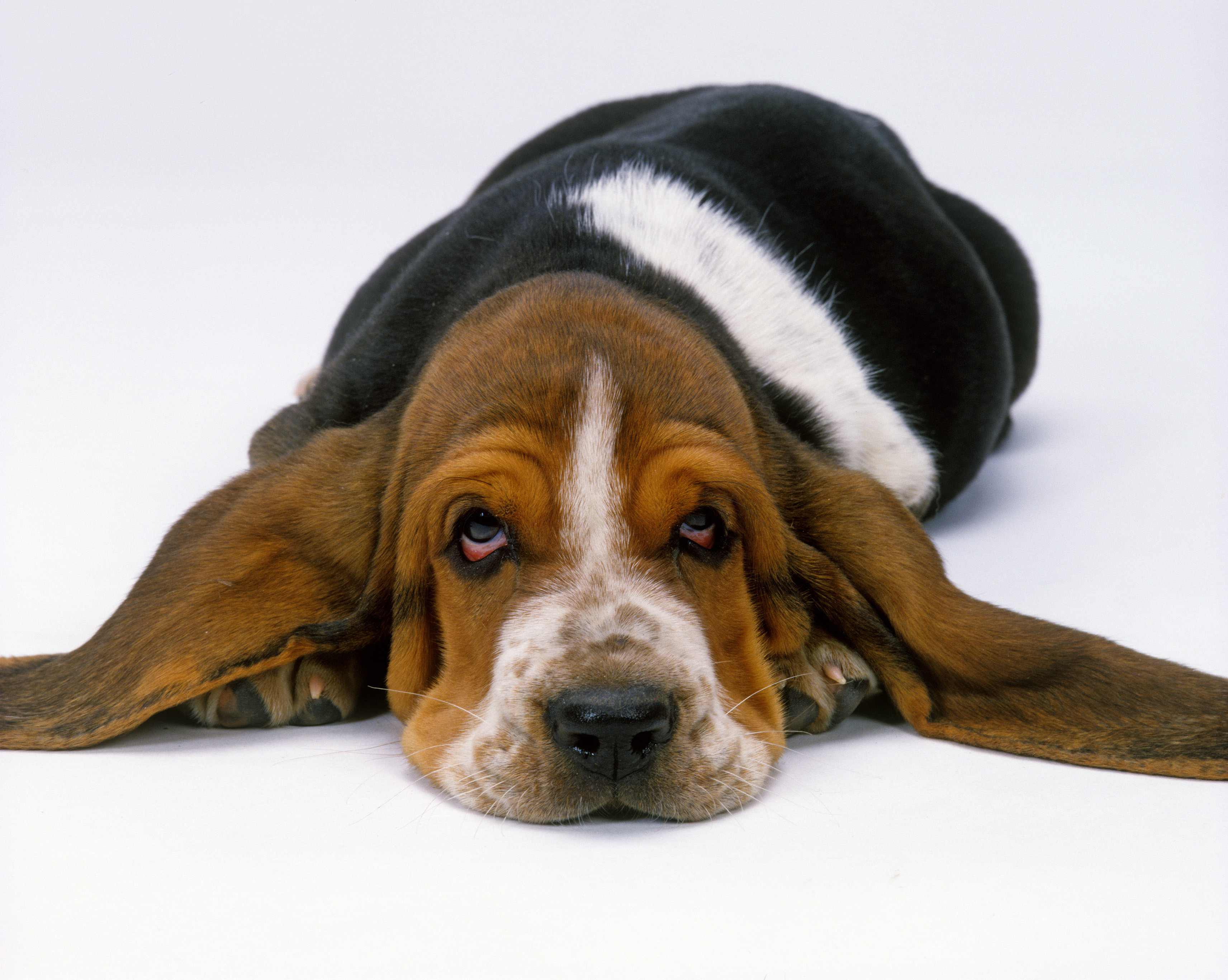 grieving a pet