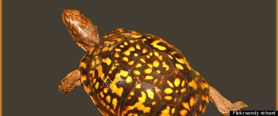 Eastern Box Turtle