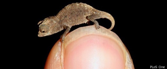 Chameleon