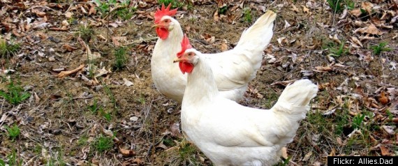 Urban Farms Animal Slaughter