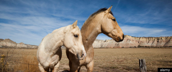Starving Horses Lottery Winner