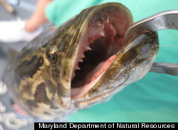 Local Fishers Deliver Invasive Potomac River Menace To Legendary Manhattan Eatery