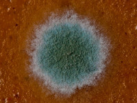 Mold
