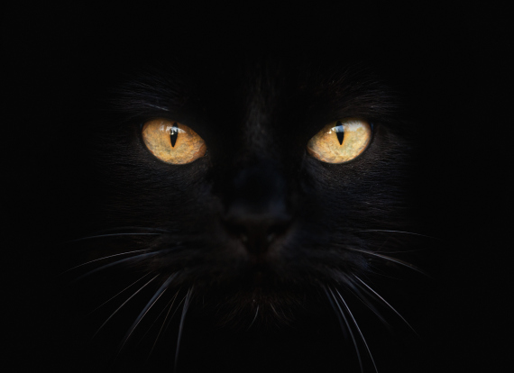black cat