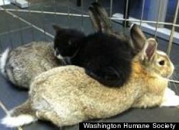 PHOTOS: This Week's Adorable Adoptable Animals: Bunnies 