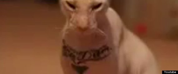 Cat Tattoo