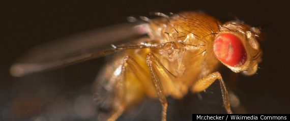 Fruit Flies