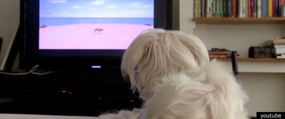 Dogtv