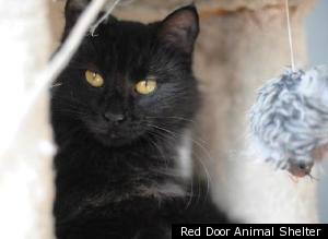 Http://i.huffpost.com/gen/504634/thumbs/schicagopetsupforadoptionlarge300.jpg