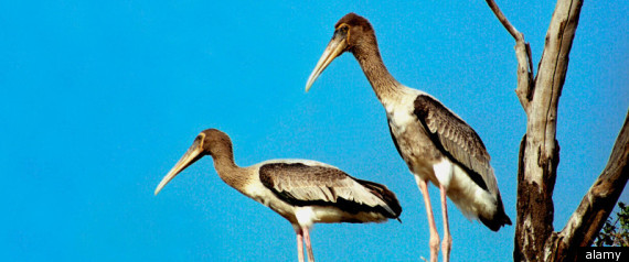 Two Birds