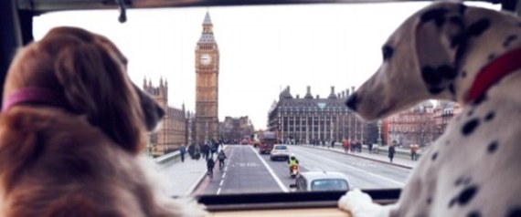 لأول مرة.. 160 كلباً استمتعوا بجولة سياحية في لندن على متن حافلة خاصة