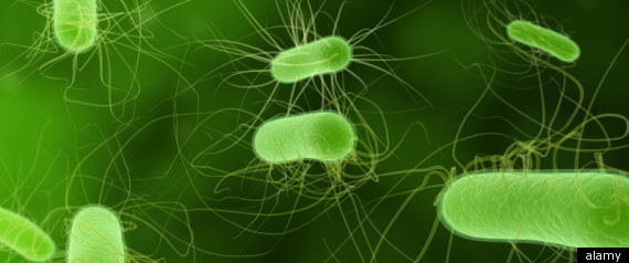 E Coli New Food Classics Burgers