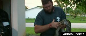 'Gator Boys': Python Bites Volunteer
