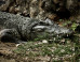 Croc