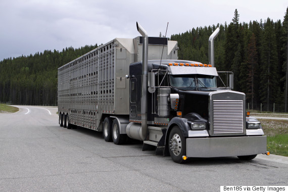 Animal Cruelty Will Continue Under Proposed Transport