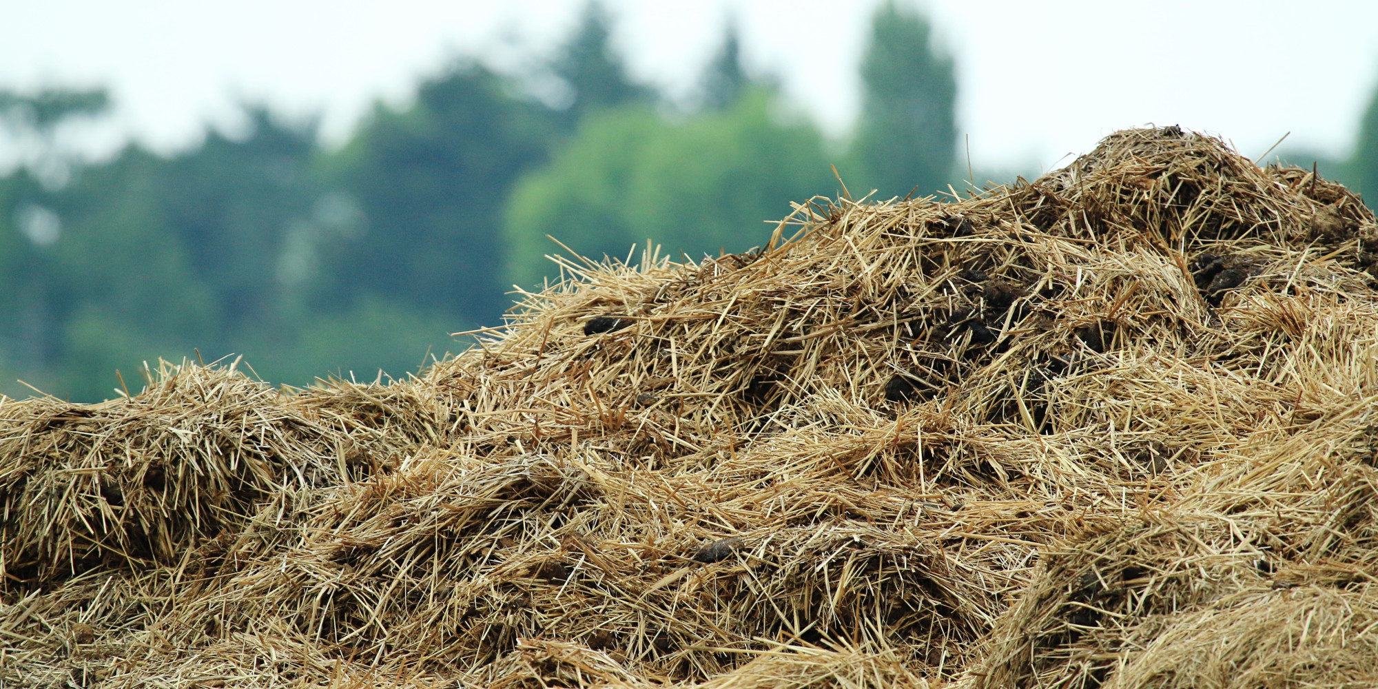 manure-pile-fight-in-new-brunswick-is-nuts-says-farmer-behind-the