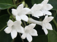 Madagascar Jasmine