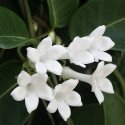 The Sweetest Plant You'll Ever Smell