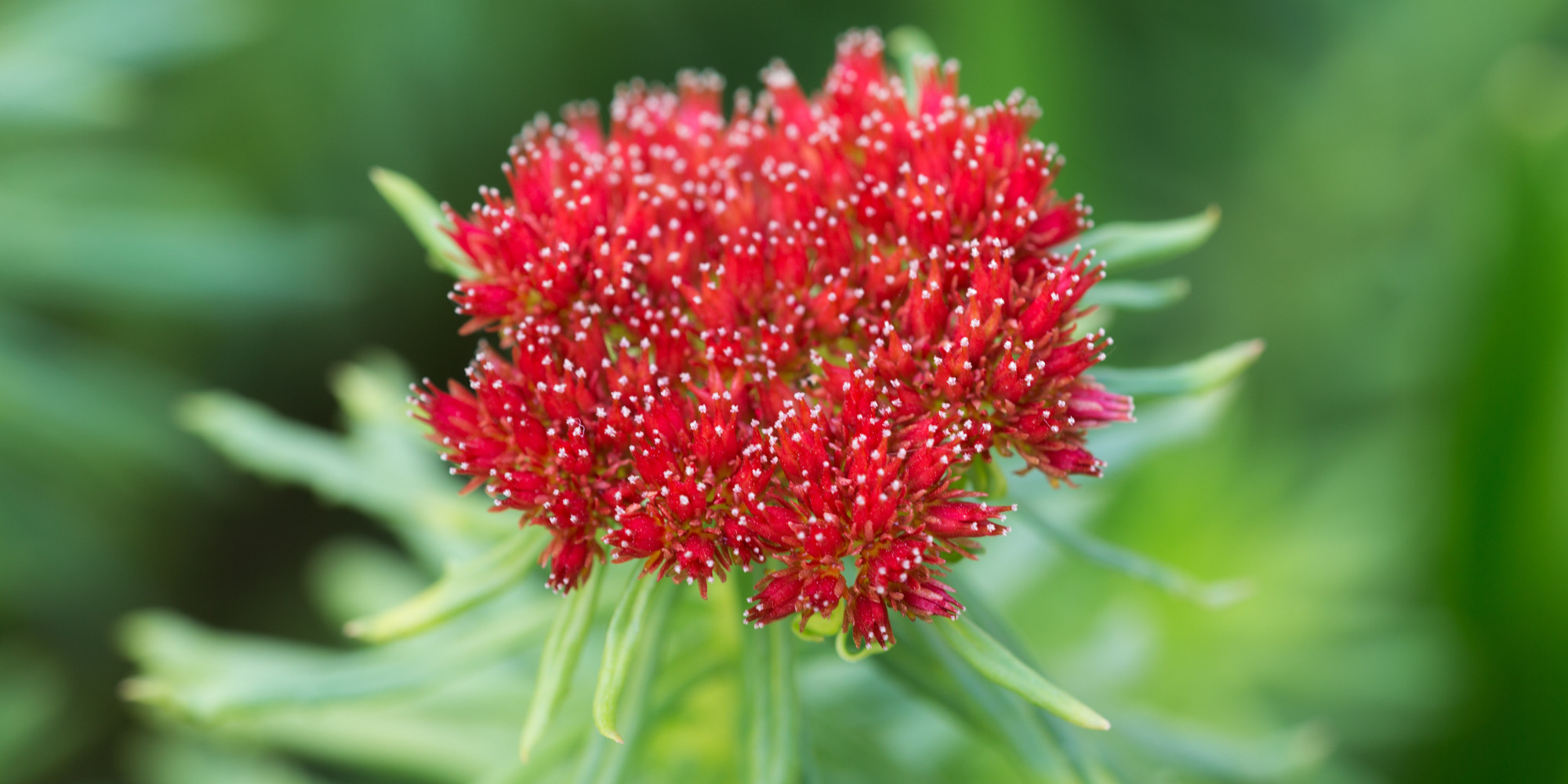 Rhodiola Benefits: How This Herb Helps Manage Stress