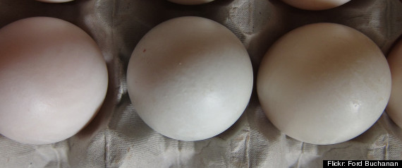Duck Eggs