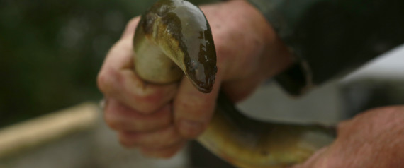EUROPEAN EEL