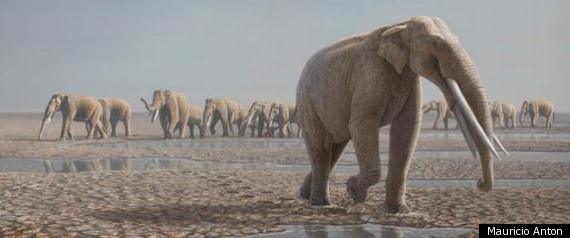 Elephant