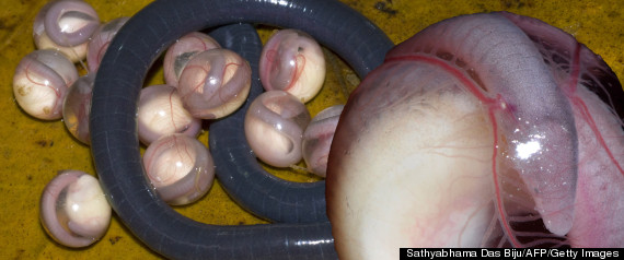 Leglessamphibians