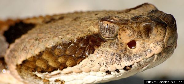Rattlesnakes' Lovey-Dovey Side