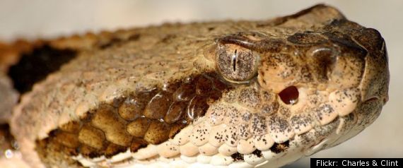 Ratlesnake