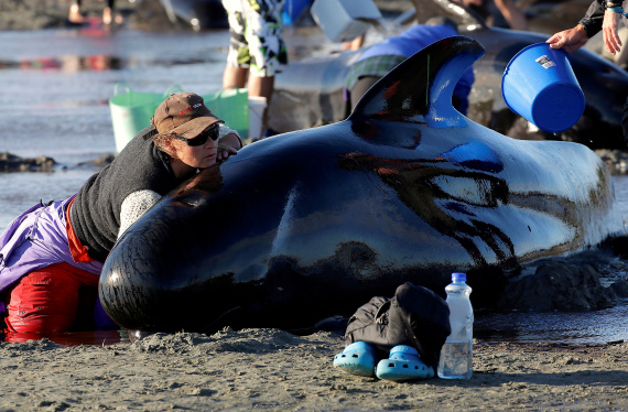 newzealand whales