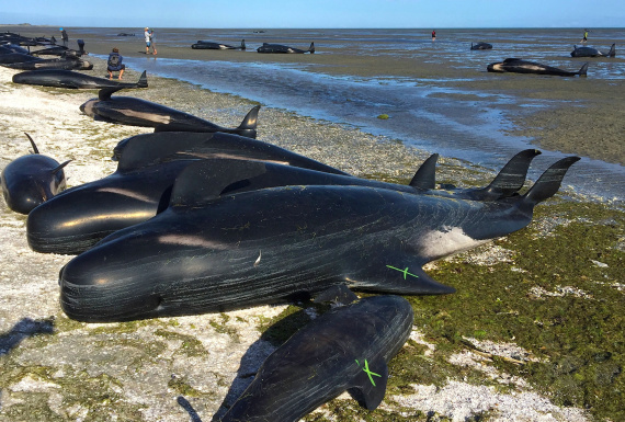 newzealand whales