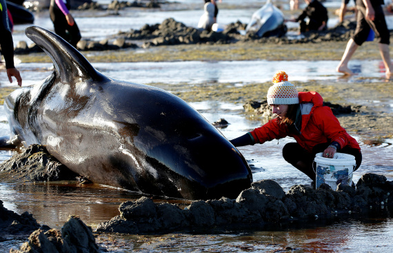 newzealand whales