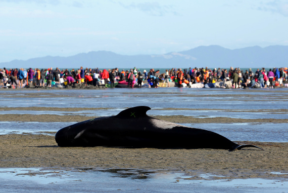 newzealand whales