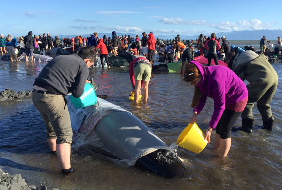 newzealand whales