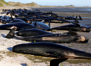 الظاهرة التي لم يفهمها العلماء حتى الآن تتكرَّر.. انتحارٌ جماعي للحيتان في نيوزيلاندا!