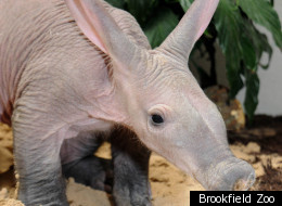 PHOTOS: Baby Aardvark Hangs With Its Mom 