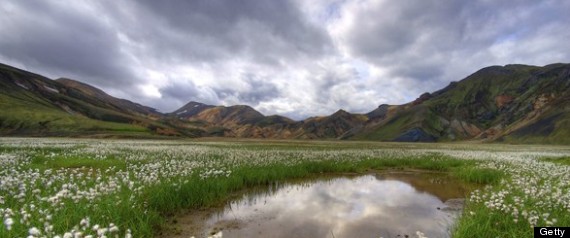 Icelandflowers