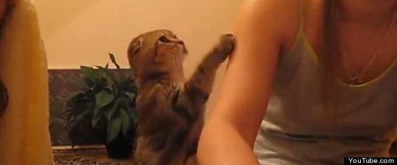 Puss Needs Petting