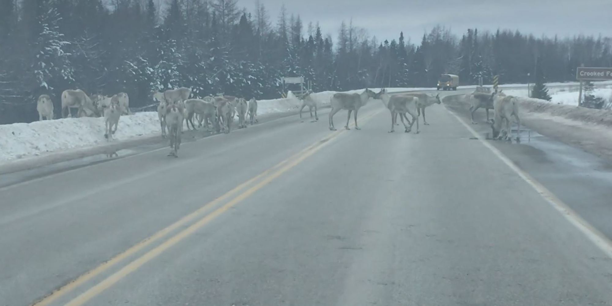 Deer Lake Highway In Newfoundland Blocked By Herd Of Caribou - Huffington Post Canada