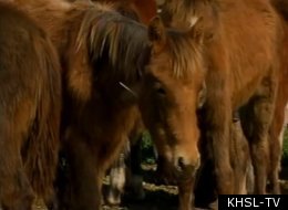 Baby Horses Rescued