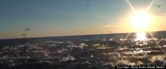 Dolphin Sea Stampede